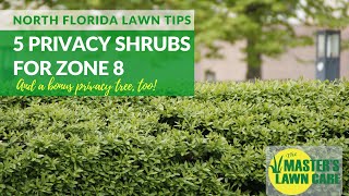 5 Great Privacy Shrubs in North Florida Landscapes Zone 8 [upl. by Geoff]