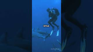 Most Terrifying Orca Attacks Caught on Camera orcaencounter naturedisaster sea [upl. by Simone]