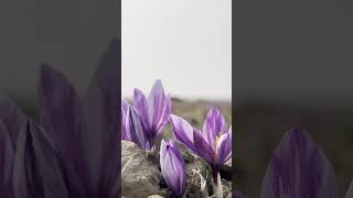 Gold of kashmir saffron saffronstays kashmir love kashmirbeats kashmirvibes music song fyp [upl. by Aksoyn]