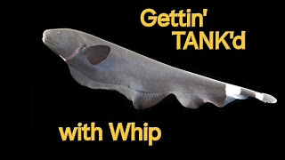 Gettin TANKd with Whip Episode 19  Season 1 [upl. by Akeihsat]