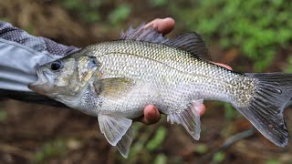 Fly fishing for Australian bass [upl. by Willyt34]