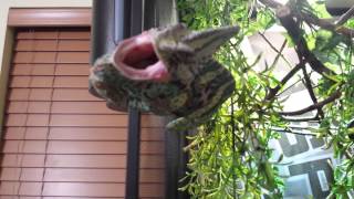 Angry Chameleon snaps at owner [upl. by Anastas]