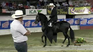 EMINENTE DE DOÑA LOLA GRAN CAMPEON PASO FINO COLOMBIANO SINCELEJO GRADO A 2017  Rey de la Sabana [upl. by Dnarud]