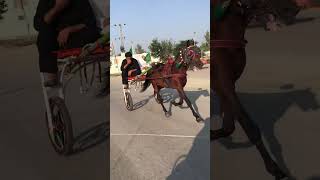 Mastana jogi back to roadhorse youtubeshortsvideo viralvideo [upl. by Adnirem893]