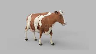 Cow Ayrshire Pro 3D Model [upl. by Jerry718]