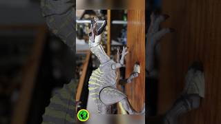 Irritator vs Ankylosaurus Hammond Collection Stopmotion jurassicworld hammondcollection [upl. by Adiuqram]