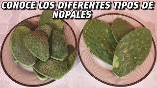 Conoce Los Tipos De Nopales Para Cocinar  Variedades de nopales [upl. by Downs]