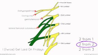 Lumbar Plexus  Structure and Branches  Anatomy Tutorial [upl. by Notsob]