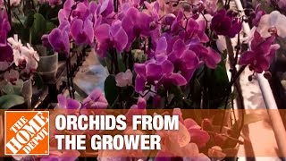 Getting Orchids from the Growers to Market Part 1  The Home Depot [upl. by Klara680]