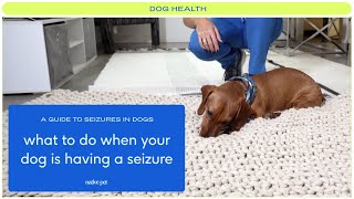 A Guide to Seizures in Dogs From Dog Seizure Causes to What to Do When Your Dog Is Having a Seizure [upl. by Pedersen95]