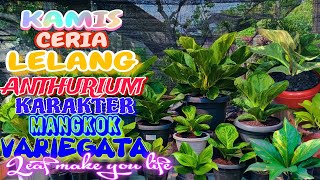 Kamis Ceria Lelang Anthurium Karakter Mangkok Variegata bhavanaplant anthurium jemanimangkok [upl. by Topliffe495]