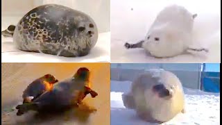 The ULTIMATE bouncing SEALS video [upl. by Clayton135]