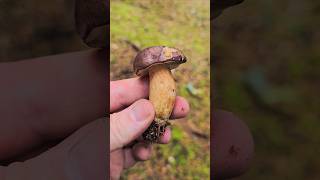 Le bolet bai champignons nature fungi naturelovers educatif [upl. by Mccormick82]