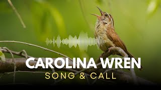 Carolina Wren  Song amp Call [upl. by Amery592]