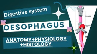 The oesophagus esophagus  Anatomy  physiology  Histology  full detail [upl. by Hope]