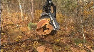 Ponsse Scorpion King H7 Cutting 31”Aspen and 36” Oak [upl. by Vassili]