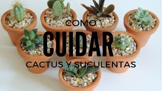 COMO CUIDAR SUCULENTAS Y CACTUS DENTRO DE CASA HD [upl. by Mastat224]