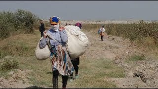 Uzbekistan Forces Kids to Work in Cotton Fields the World Bank Knows [upl. by Ennasirk]