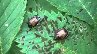 Japanese Beetles Scarabaeidae Popillia japonica Showing Elm Leaf Damage [upl. by Us54]