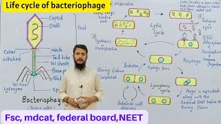 Life cycle of bacteriophage  bacteriophage lytic and lysogenic cycle  Class 11 [upl. by Abehsat]