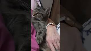 Kicking Back on Friday Night Super Cute cutecat bentleyourboykitty shortsvideo [upl. by Anuqahs]