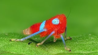 Colorful Leafhopper Nymph from Ecuador [upl. by Euqinamod74]