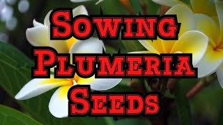 Best way to Sow Plumeria Frangipani seeds Tips for Checking Viability and get fast germination [upl. by Aitram]