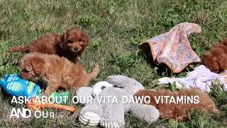 F1B Cavapoo Puppies Playing SD 480p [upl. by Luapsemaj]