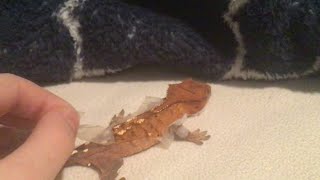 Lizard ASMR [upl. by Nonnek685]