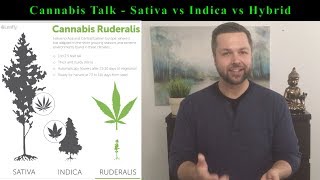 The TRUE DIFFERENCE Between a Cannabis Sativa Indica and Hybrid Plant [upl. by Nesbitt28]