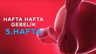 Hamilelikte 5 Hafta  Hafta Hafta Gebelik  İlk Adımlarım [upl. by Ynneb]