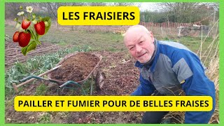 LES FRAISIERS  Comment faire pousser les FRAISIERS  PAILLER POUR LES GRANDS FROIDS [upl. by Ivets40]