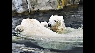 Ausflug Tierpak Hagenbeck Hamburg [upl. by Antrim177]