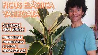 Ficus Elástica Variegata Onde comprar e como cuidar [upl. by Fryd]