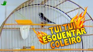 Esse Vídeo ESQUENTA QUALQUER COLEIRO  IDEAL PARA TREINAMENTO [upl. by Scrivenor]