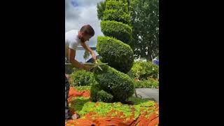 Satisfying conifer spiral topiary trim [upl. by Locklin]