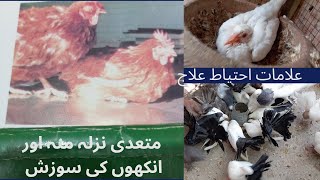 infection coryzapigeon pigeonloves bird viralvideo birdspecies [upl. by Yraillih]