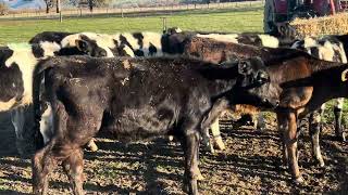 Ac ‘DARGALVISTA’ Corryong  11 Friesian Cross Heifer Calves  Vendor Bred Bucket Reared 5 Months [upl. by Phalan]