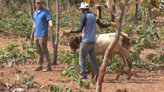 Training Oxen and Making Yokes Burkina Faso [upl. by Feune]