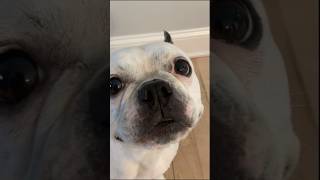 He’s the GooDeSt BoY❤️🐶buster cute ytshorts pets frenchie cutiepie doggy [upl. by Nima36]