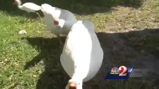 Aggressive geese attacking parkgoers [upl. by Elegna26]