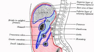 Peritoneal Cavity  Part 1  Anatomy Tutorial [upl. by Mahsih]