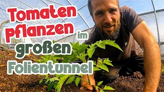 Tomaten pflanzen in der Marktgärtnerei [upl. by Eon977]