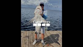 Shark fishing Bokeelia Fishing Pier shark sharklife florida fish fishing shorts short [upl. by Seldun]