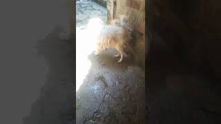 dog stunt Jarman safed puppy cute puppy status tiktok tiktok short dogshort Jarmansafed 01🙏🙏🙏 [upl. by Kussell]