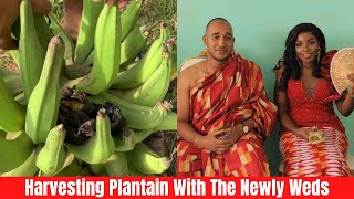 Plantain Harvest With The Newly Wedded Couple In Our Garden In Kumasi Ghana [upl. by Giorgia761]