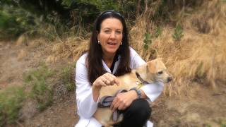 The Dangers of Foxtails and Your Dog [upl. by Rae]