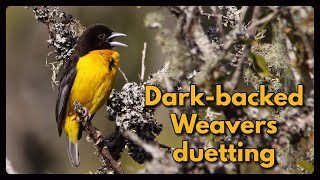 DARKBACKED WEAVERS duetting [upl. by Fifi]