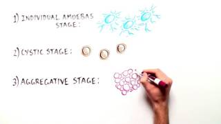 Unraveling the Evolution of Multicellularity [upl. by Nerual467]