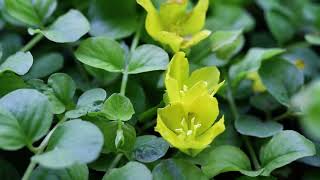 Creeping Jenny Lysimachia nummularia [upl. by Inig565]